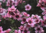 Leptospermum scoparium. Верхушка побега с соцветиями. Испания, автономное сообщество Каталония, провинция Жирона, комарка Баш Эмпорда, муниципалитет Калонже, в озеленении частного сада. 12.03.2021.