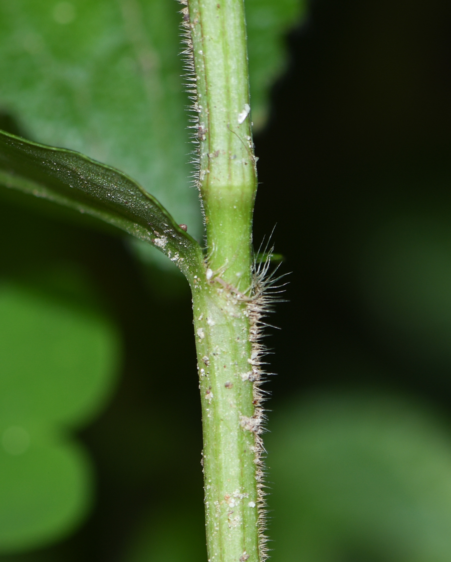 Image of Commelina tuberosa specimen.