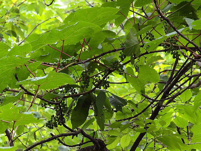 Image of Vitis amurensis specimen.