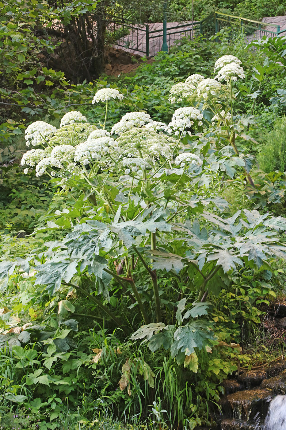 Image of Heracleum lehmannianum specimen.