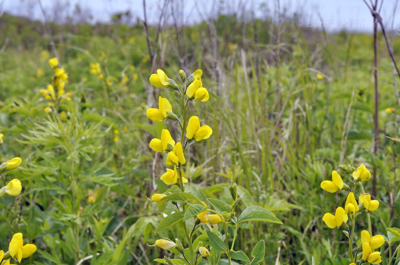 Image of Thermopsis lupinoides specimen.