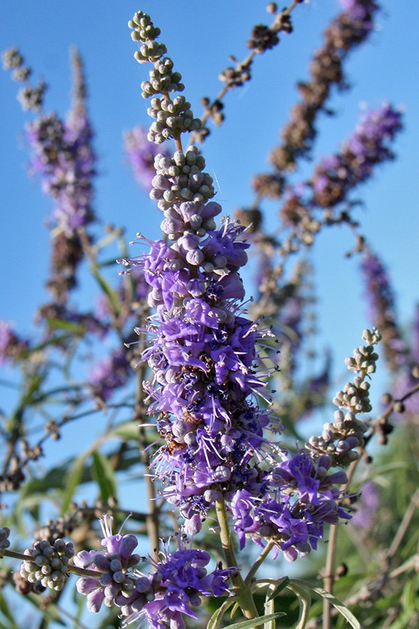 Изображение особи Vitex agnus-castus.