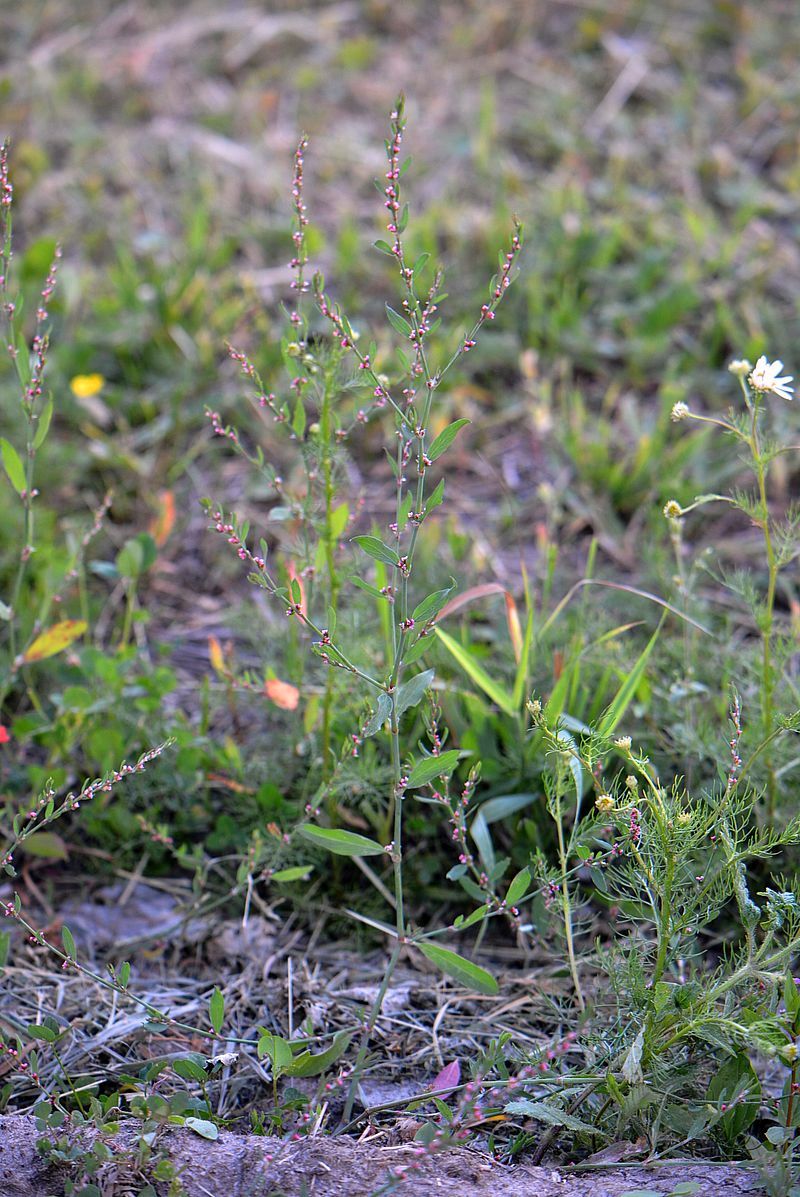 Image of genus Polygonum specimen.