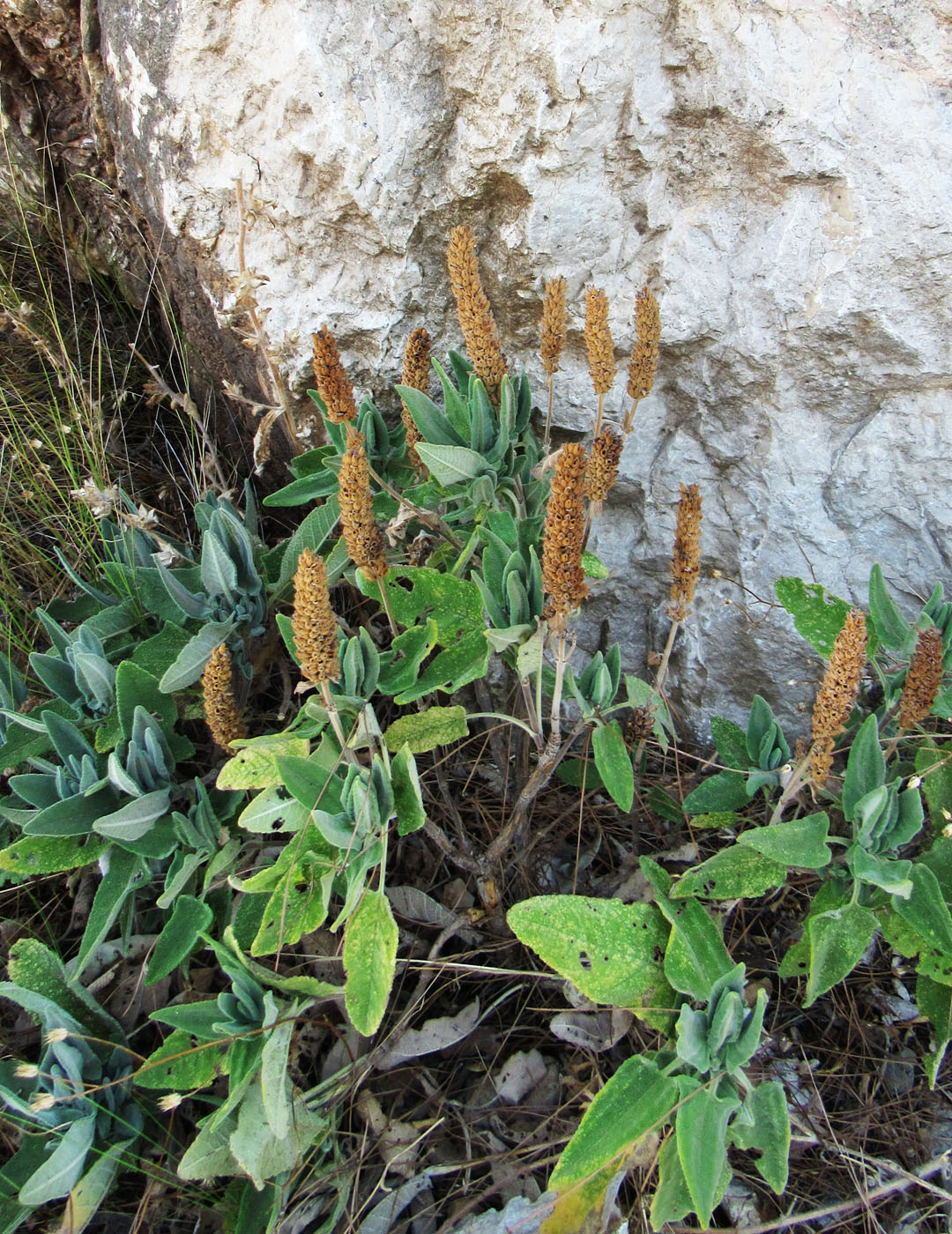 Image of Dorystaechas hastata specimen.