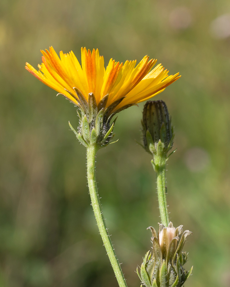 Image of Picris hieracioides specimen.