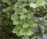 Philadelphus pubescens