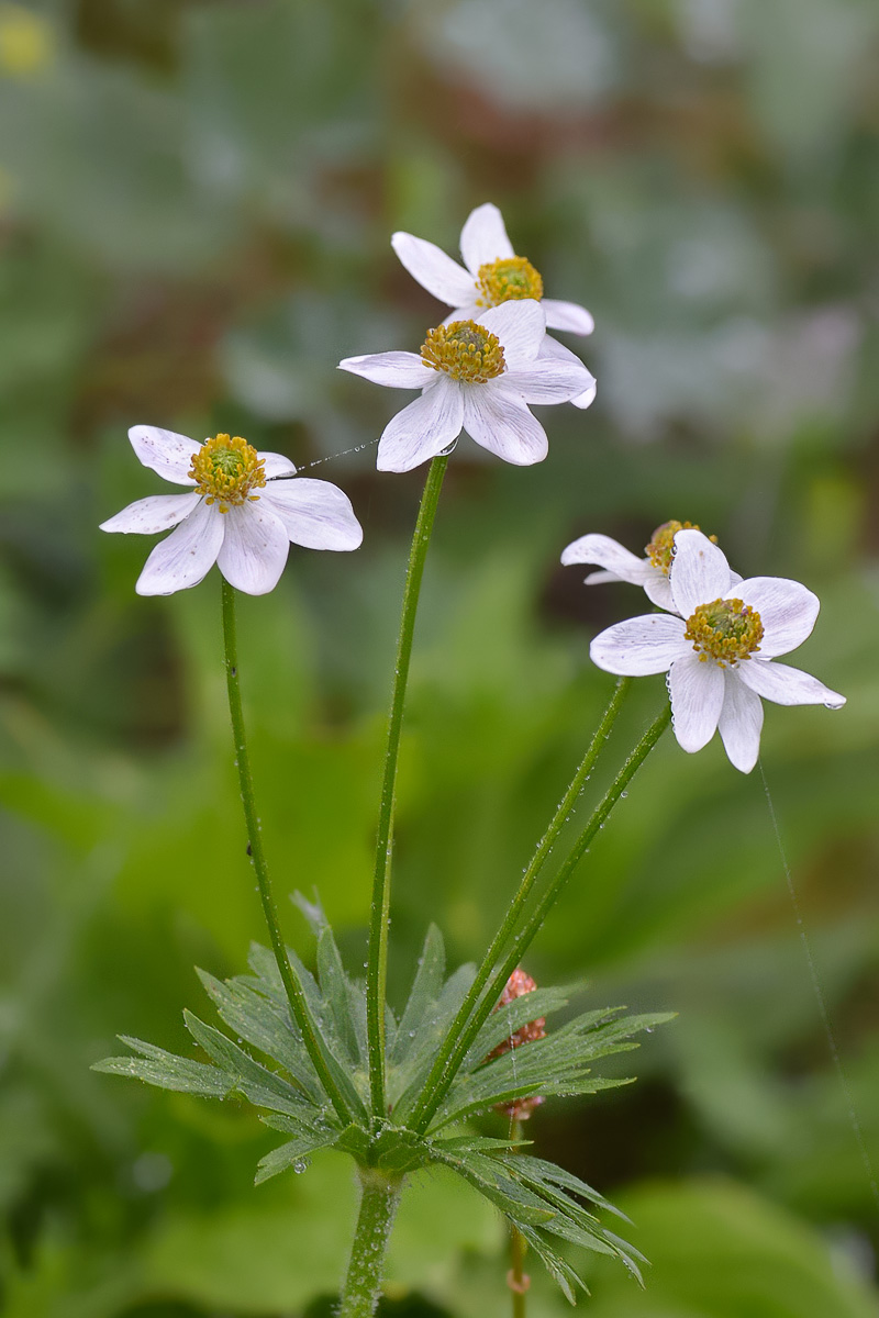 Изображение особи Anemonastrum fasciculatum.