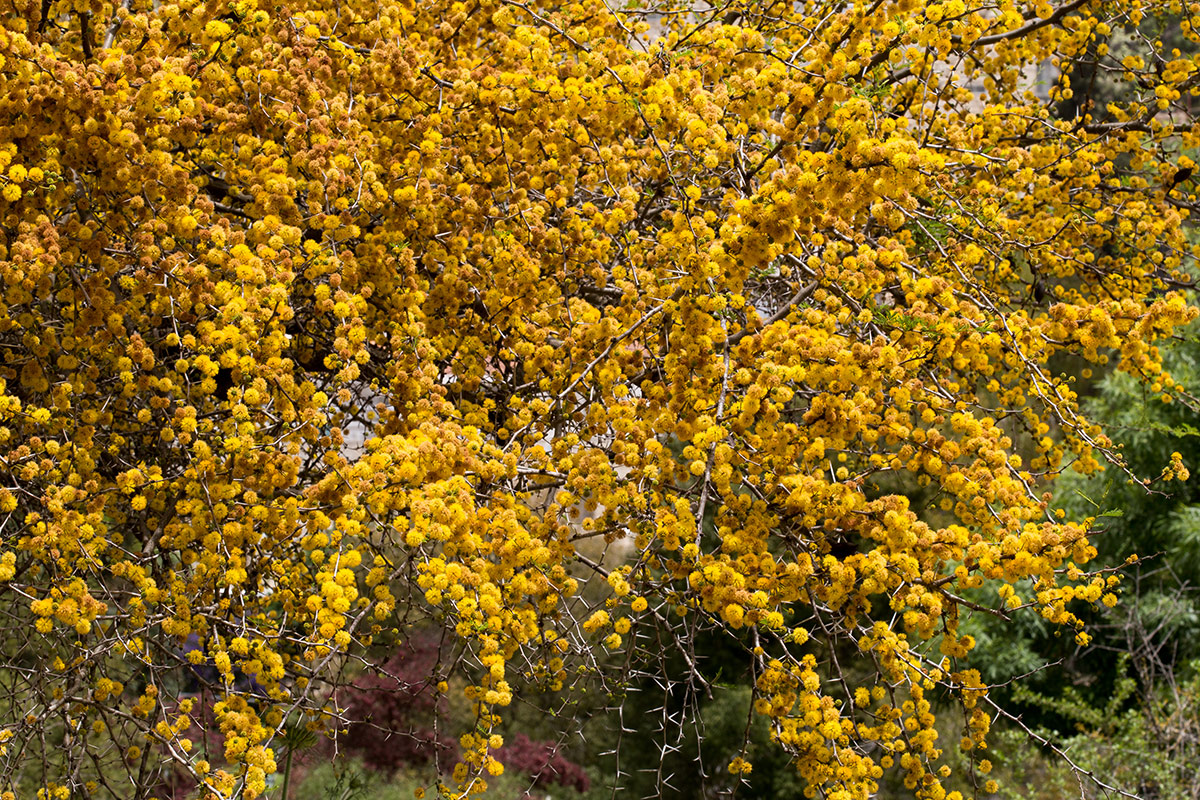 Image of Vachellia farnesiana specimen.