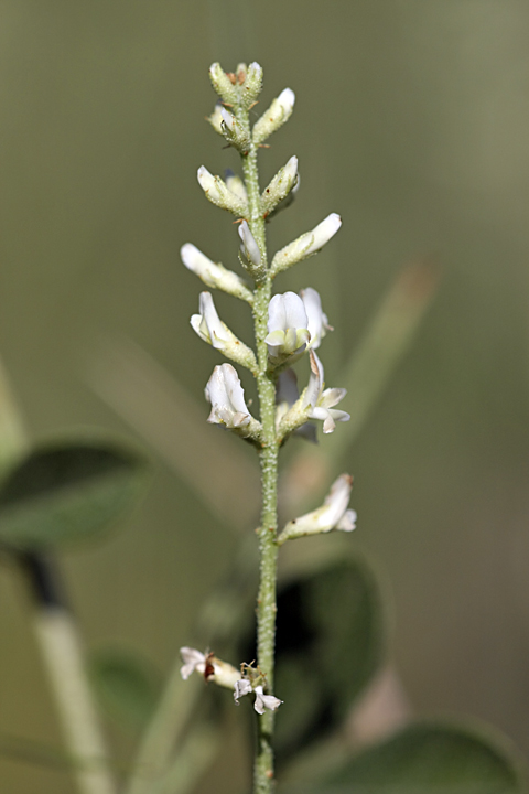 Image of Meristotropis triphylla specimen.