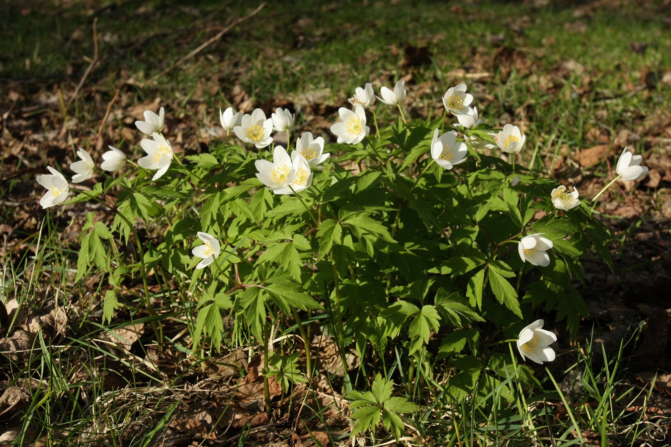 Image of Anemone nemorosa specimen.