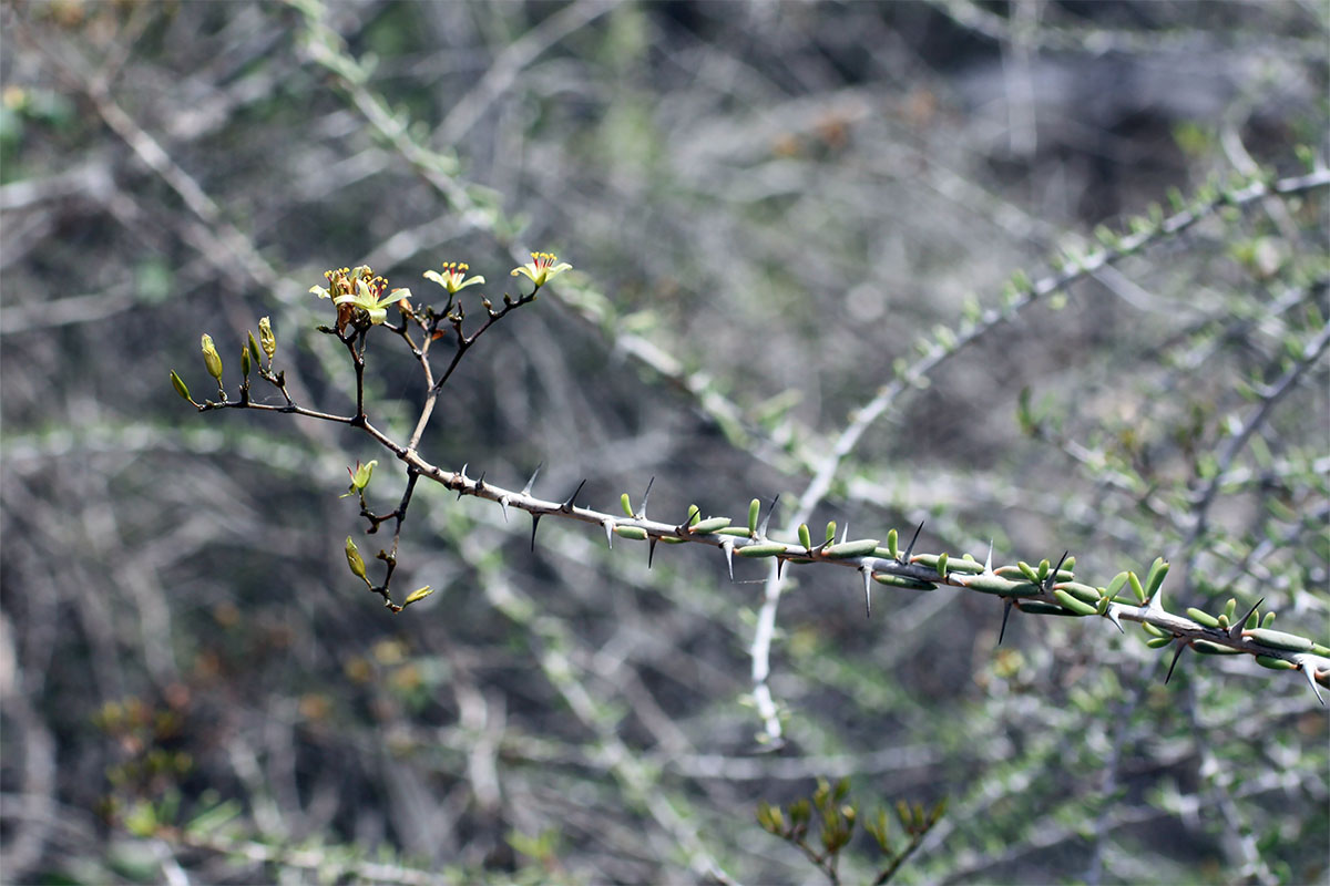 Image of Alluaudiopsis fiherenensis specimen.