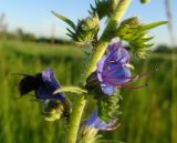 Echium vulgare. Часть соцветия. Московская обл., ГО Подольск, мкр-н Климовск, луг у дороги. 23.06.2022.