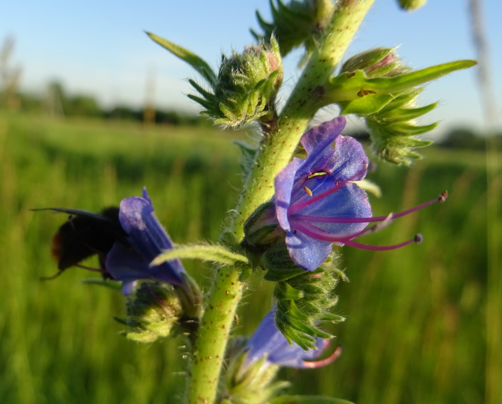 Изображение особи Echium vulgare.