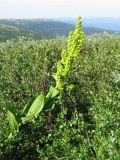 Veratrum lobelianum. Цветущее растение на фоне карликовой берёзки. Кольский п-ов, Колвицкие тундры, северо-западный склон г. 696. 30.07.2008.