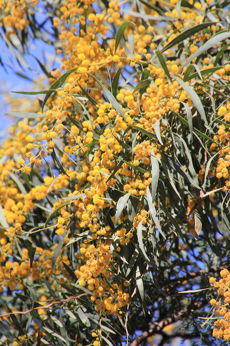 Image of genus Acacia specimen.