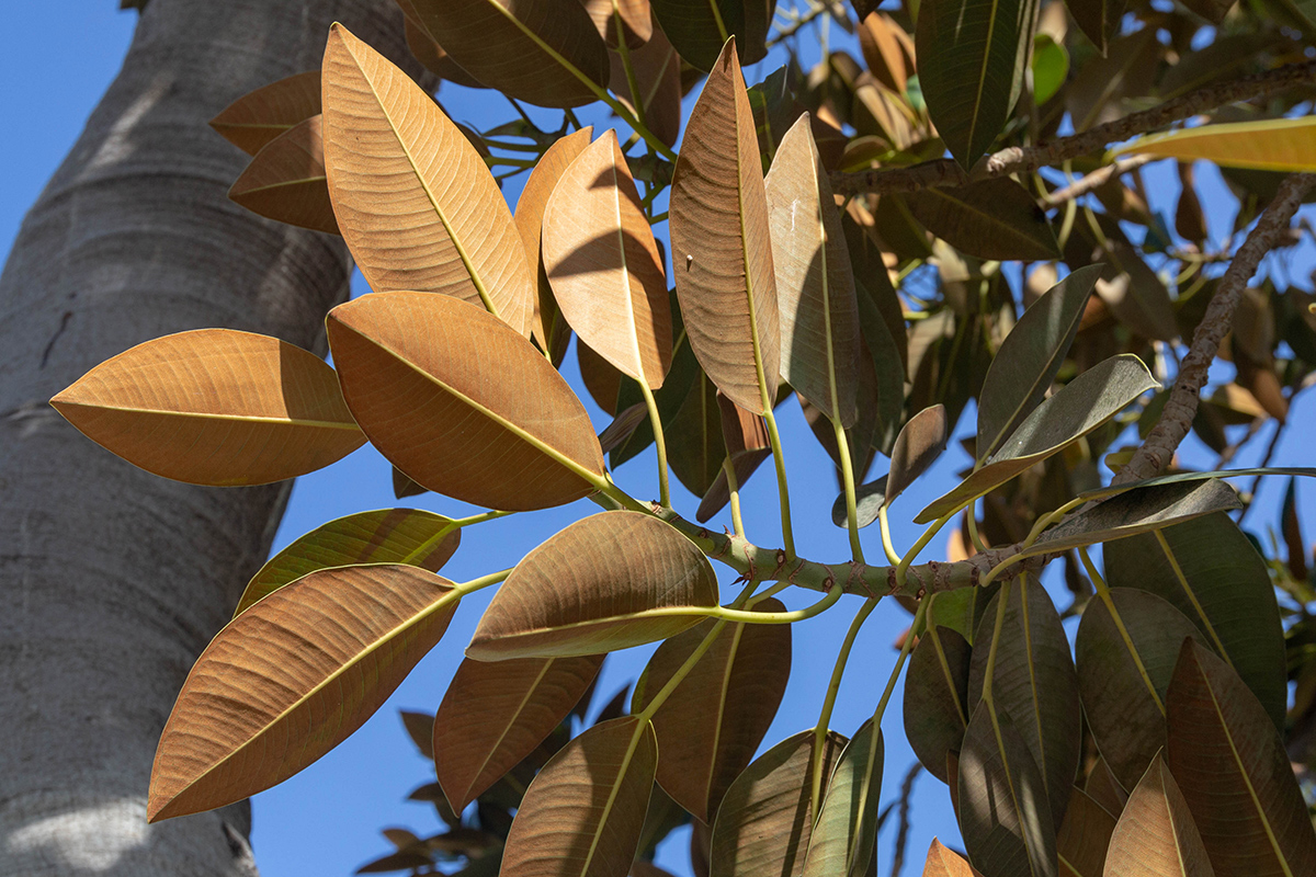 Image of Ficus rubiginosa specimen.