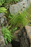 Hieracium glabriligulatum