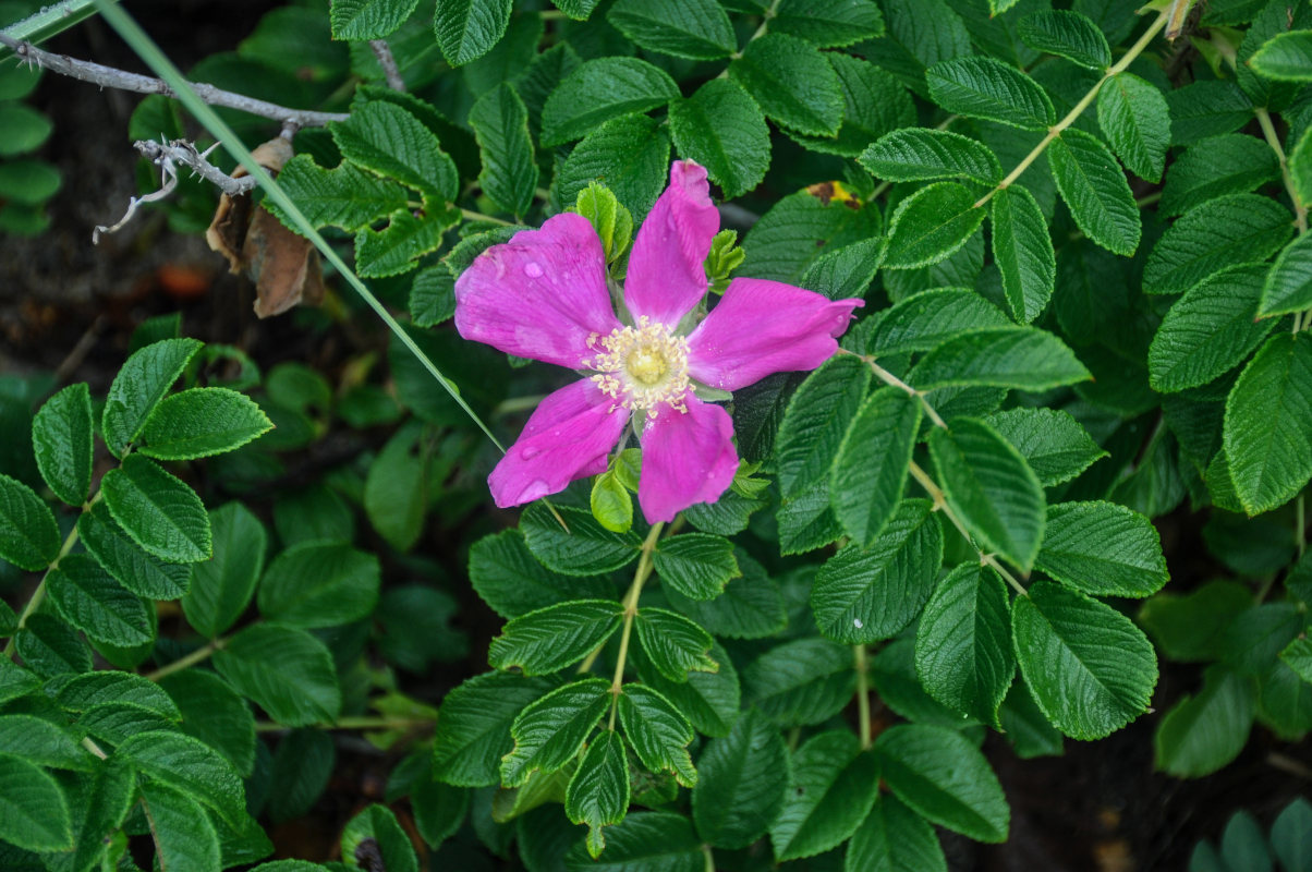 Изображение особи Rosa rugosa.