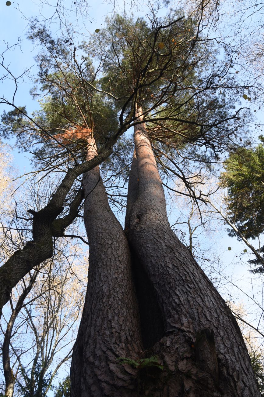 Изображение особи Pinus sylvestris.