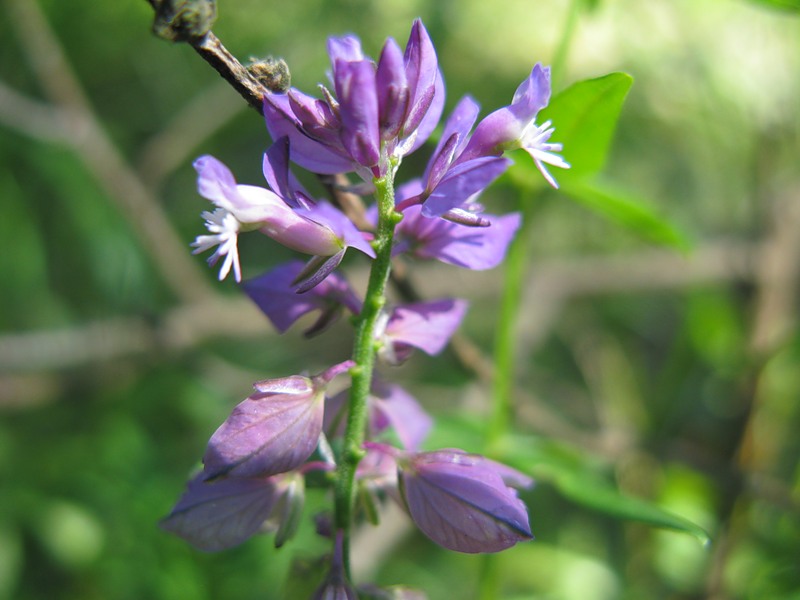 Image of Polygala wolfgangiana specimen.