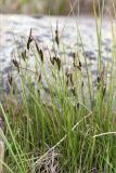 Carex nigra