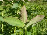 Euphorbia macroceras