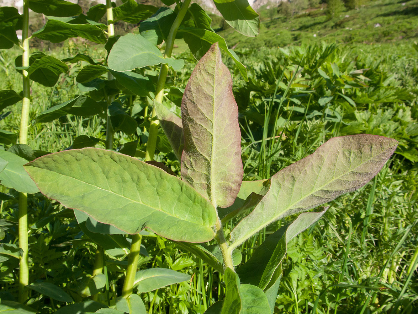 Image of Euphorbia macroceras specimen.