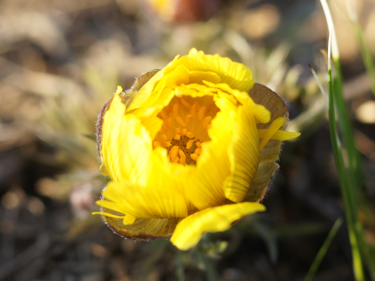 Image of Adonis volgensis specimen.