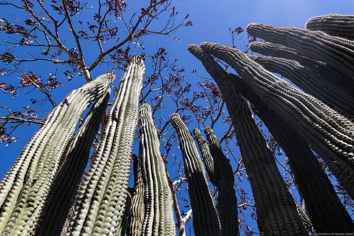 Image of genus Pachycereus specimen.