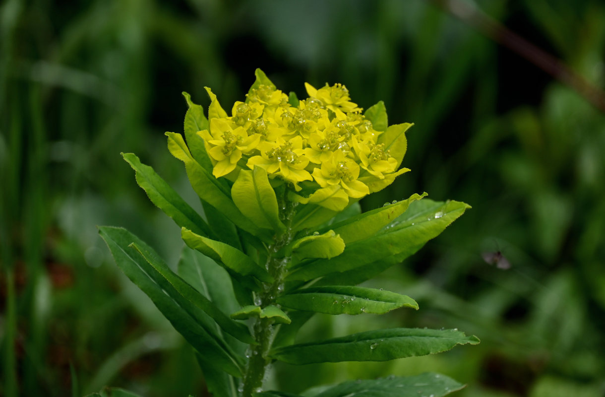 Image of Euphorbia pilosa specimen.