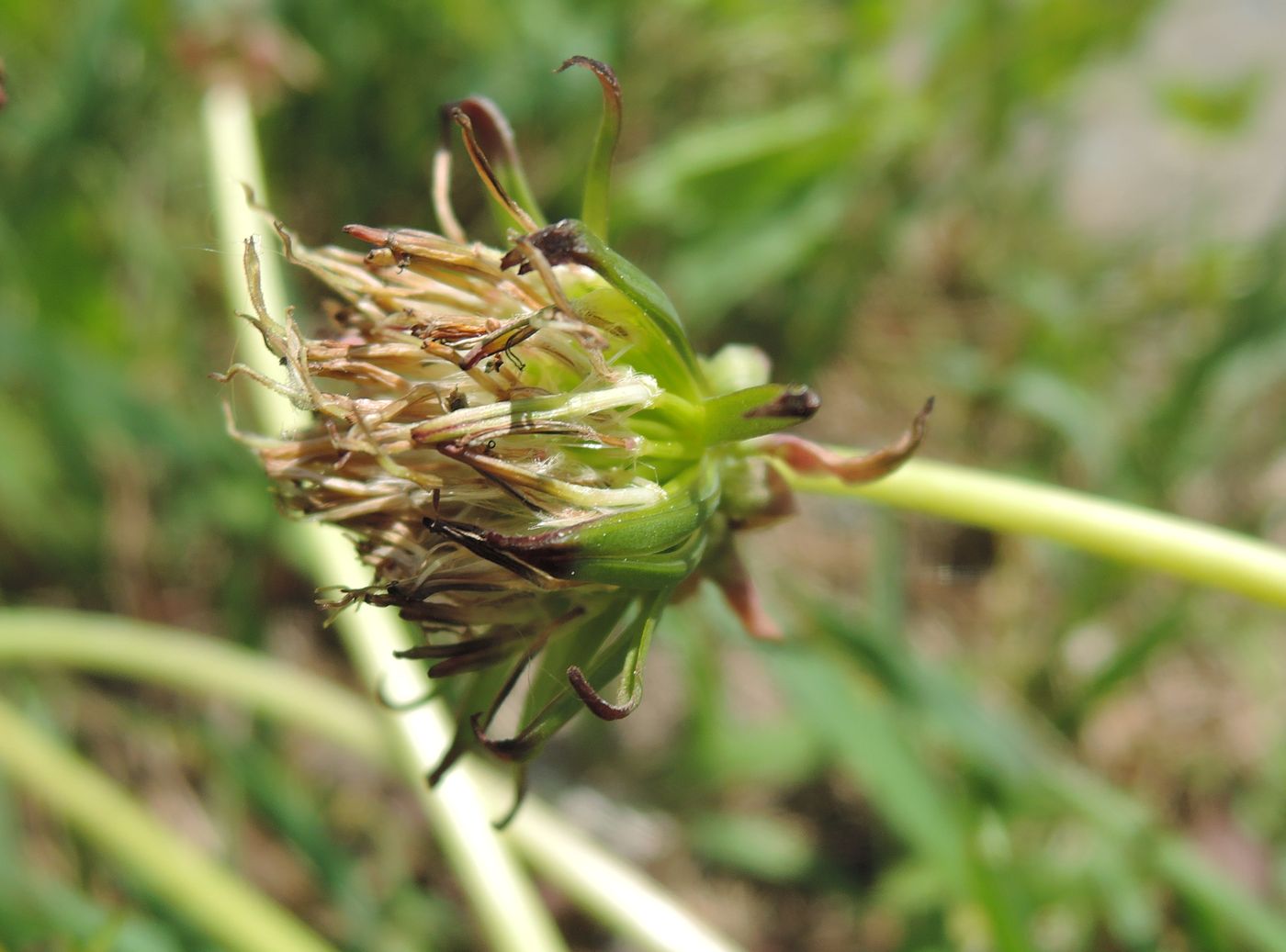 Image of Taraxacum officinale specimen.