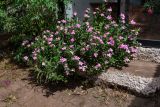 Catharanthus roseus. Цветущее растение. Чили, обл. Valparaiso, провинция Isla de Pascua, г. Hanga Roa, цветник. 17.03.2023.