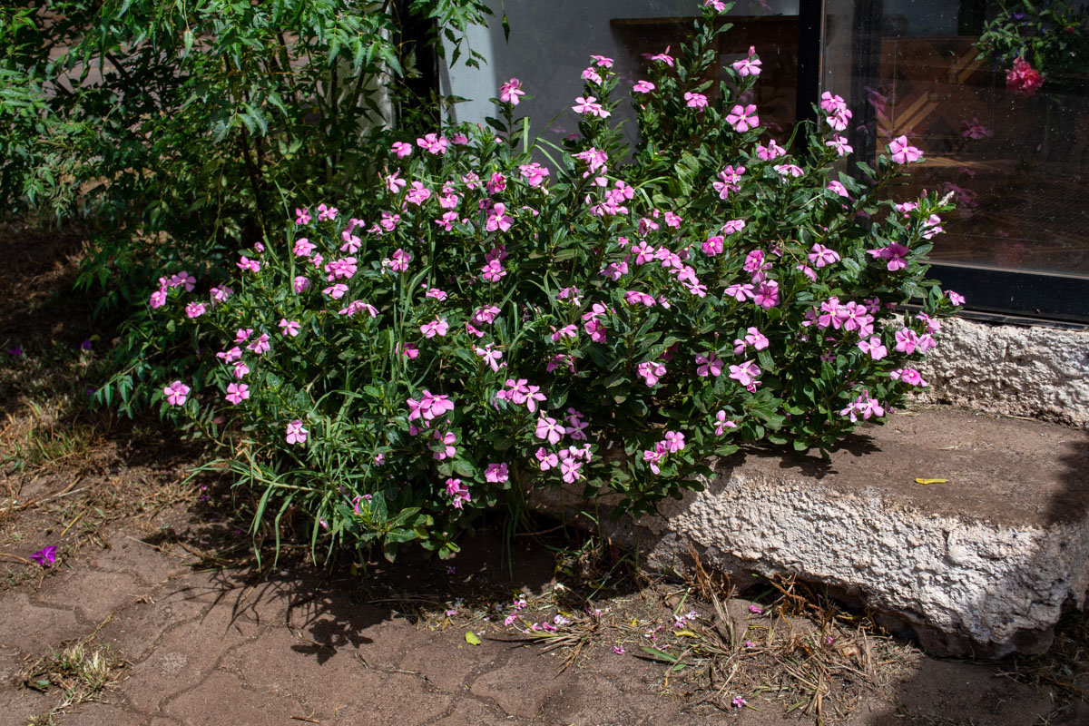 Image of Catharanthus roseus specimen.