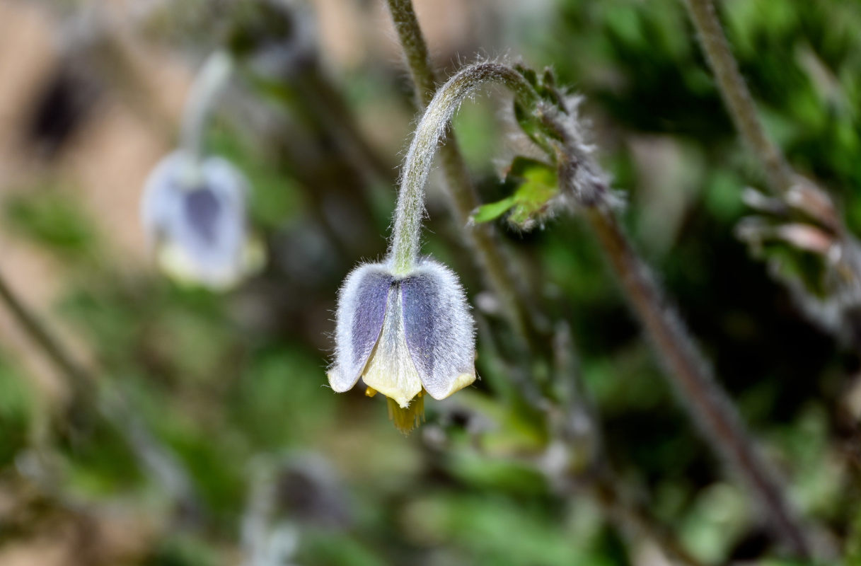 Изображение особи Pulsatilla campanella.