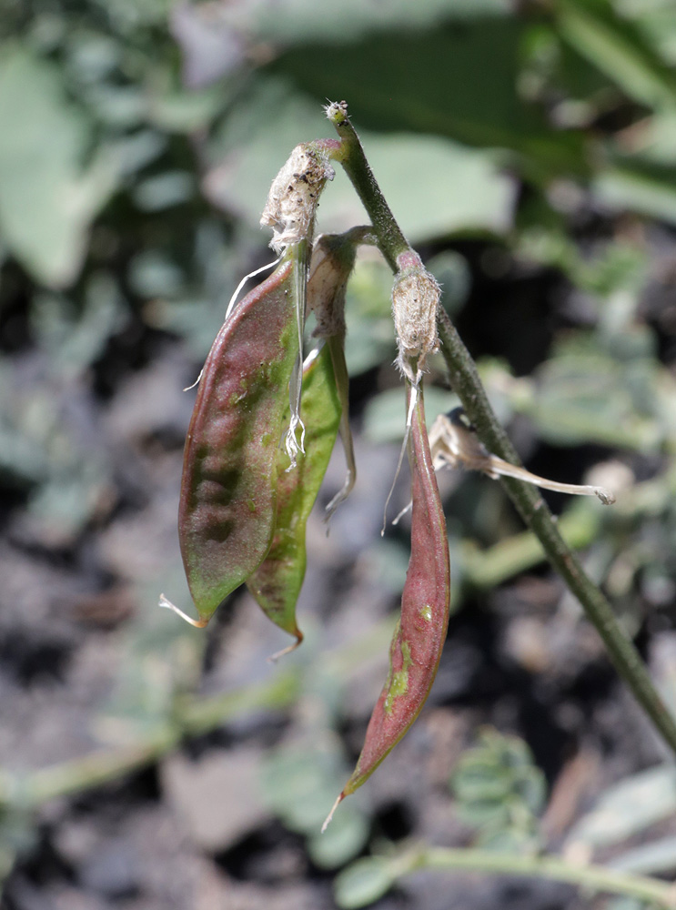 Изображение особи Vicia alpestris.