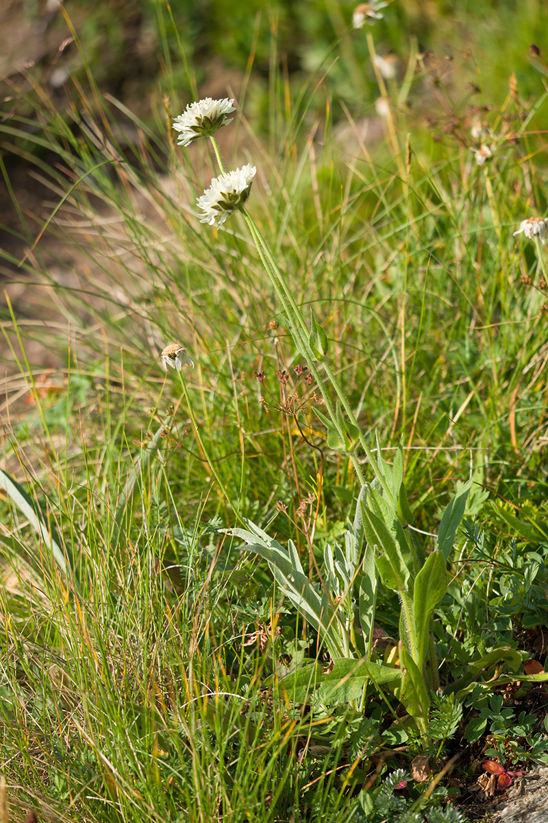 Изображение особи Knautia involucrata.