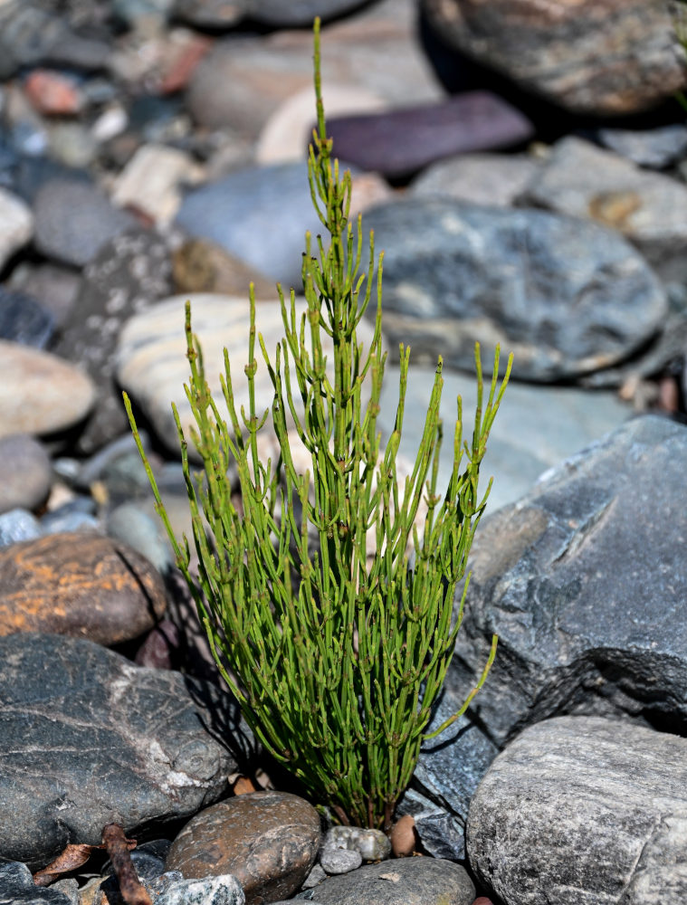 Изображение особи Equisetum arvense.