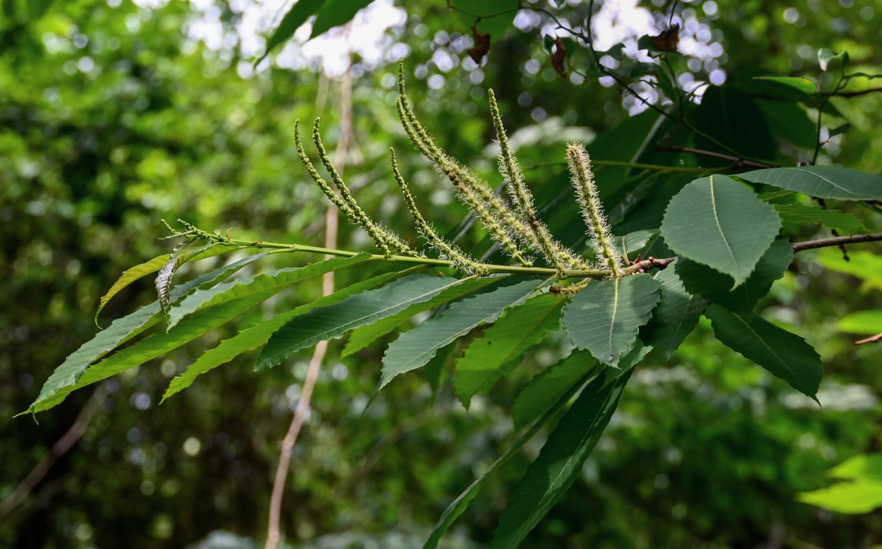 Image of Castanea sativa specimen.