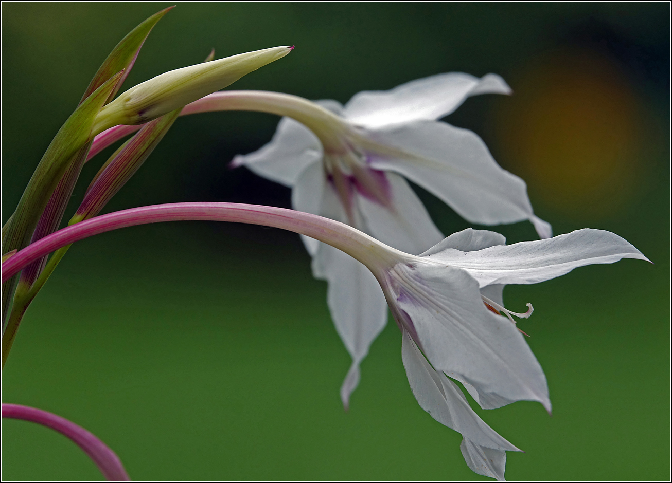 Image of Gladiolus murielae specimen.