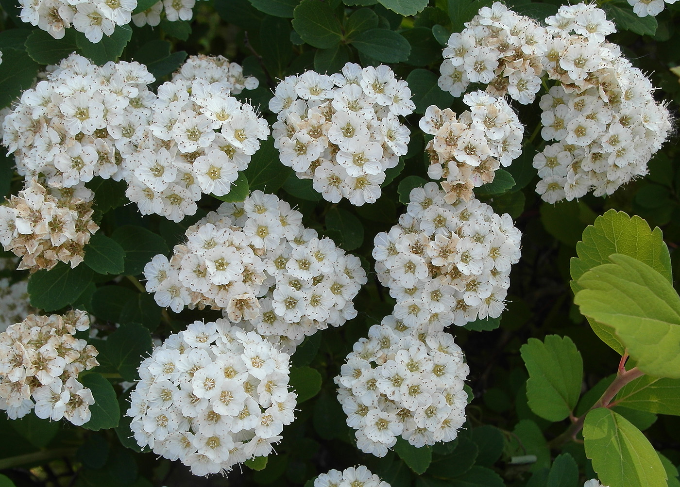 Изображение особи род Spiraea.