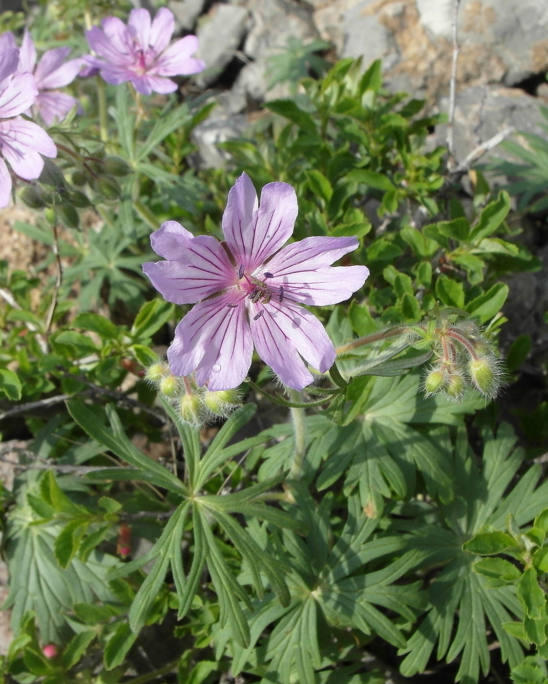 Изображение особи Geranium transversale.