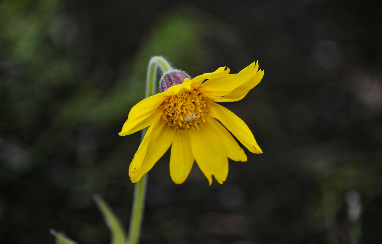 Изображение особи Arnica iljinii.