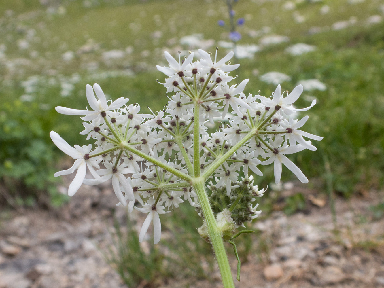 Изображение особи Heracleum apiifolium.