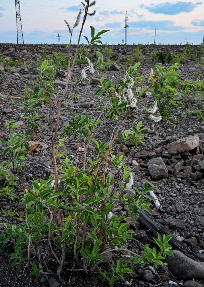 Image of genus Salix specimen.