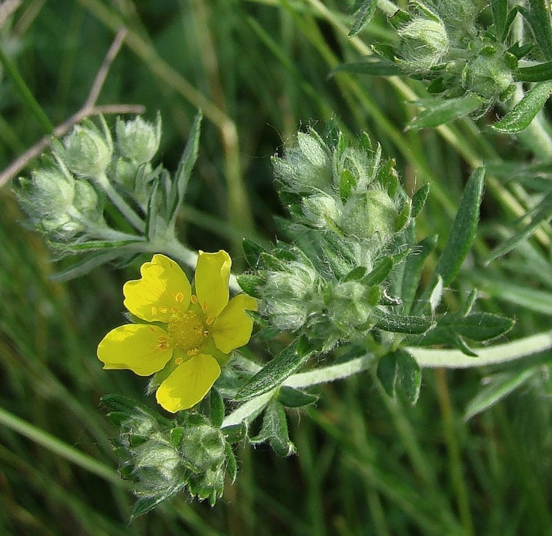 Изображение особи Potentilla impolita.