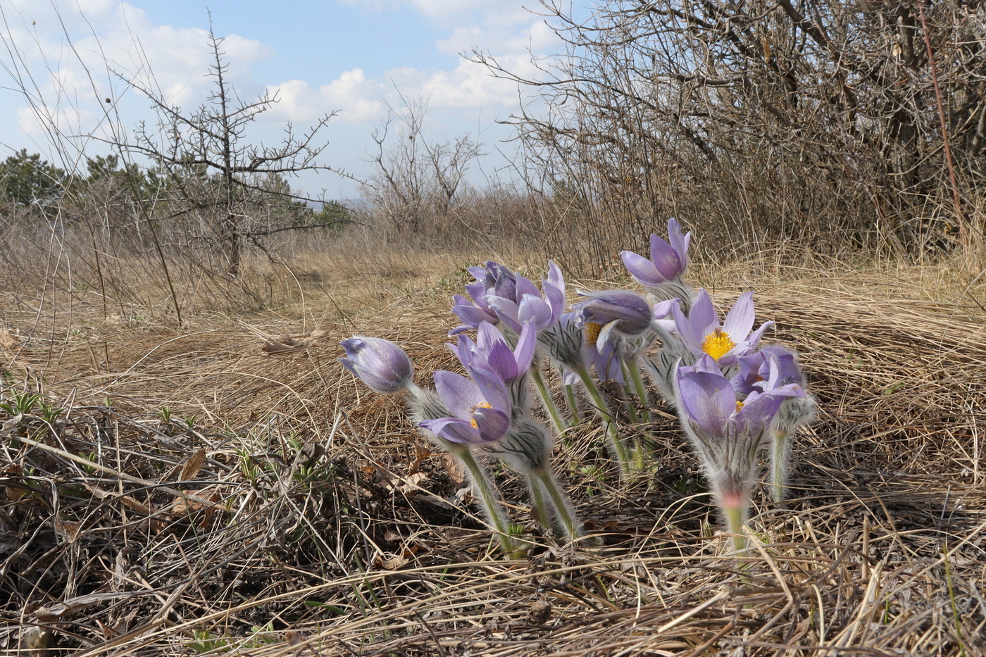 Изображение особи Pulsatilla taurica.