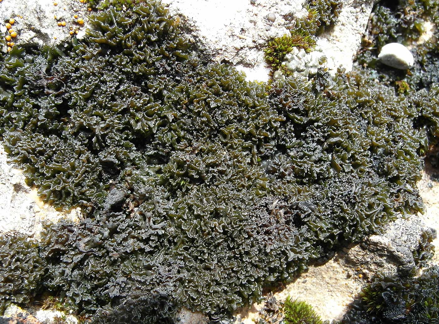 Изображение особи Lathagrium cristatum.