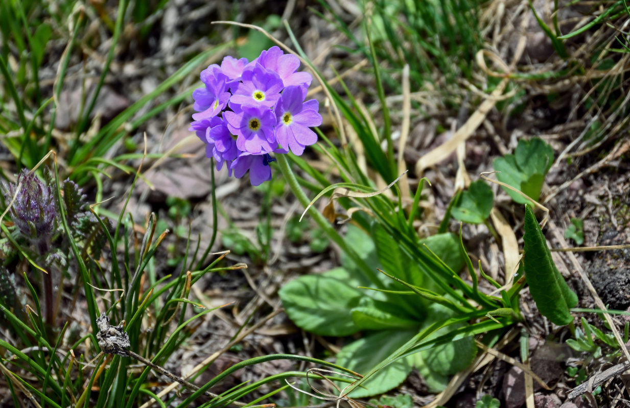 Изображение особи Primula algida.