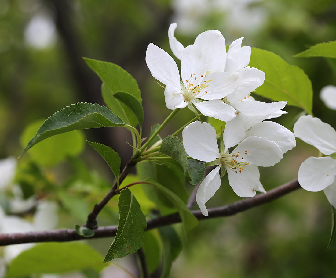 Image of Malus mandshurica specimen.