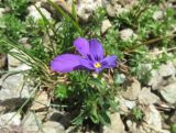 Viola balcanica